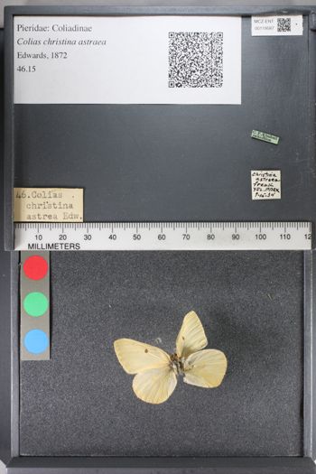 Media type: image;   Entomology 119587